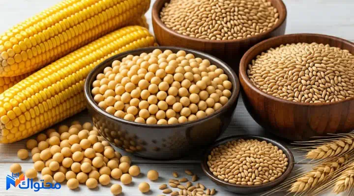 مكونات أعلاف الدواجن من الذرة الصفراء وفول الصويا والنخالة